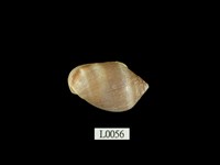 藏品(鼬耳螺)的圖片